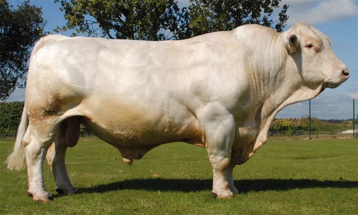 Charolaise - Vendita razza bovina di origina francese a Palermo
